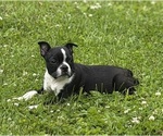 Small #11 Boston Terrier