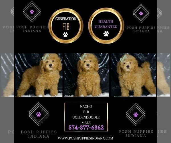 Medium Photo #5 Goldendoodle (Miniature) Puppy For Sale in WARSAW, IN, USA