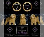 Small #4 Goldendoodle (Miniature)