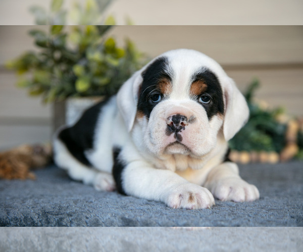 Medium Photo #2 Beabull Puppy For Sale in MILLERSBURG, OH, USA