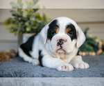 Small #1 Beabull