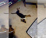 Small #5 Australian Shepherd-Doberman Pinscher Mix