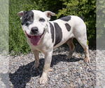 Small #3 American Staffordshire Terrier