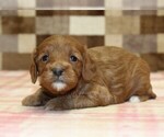 Small #2 Cavapoo (Miniature)