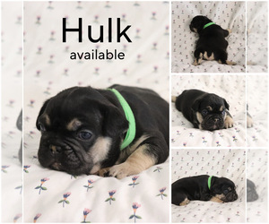 French Bulldog Puppy for sale in MANCHESTER, MI, USA