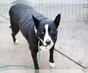 American Pit Bull Terrier-Unknown Mix Dogs for adoption in Martinez, CA, USA