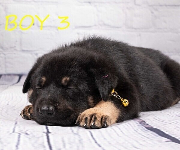 Medium Photo #10 German Shepherd Dog-Wolf Hybrid Mix Puppy For Sale in SAN DIEGO, CA, USA