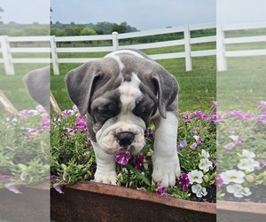 Old Boston Bulldogge Puppy for sale in NILES, MI, USA