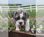 Small Photo #1 Old Boston Bulldogge Puppy For Sale in NILES, MI, USA