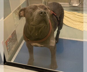 Mutt Dogs for adoption in Plano, TX, USA