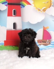 Zuchon Puppy for sale in CHICO, CA, USA