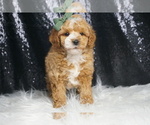 Puppy AKC Gatsby Poodle (Miniature)