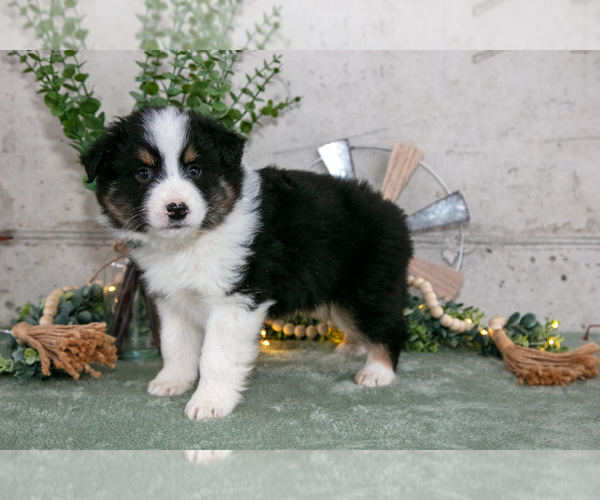 Medium Photo #1 Australian Shepherd Puppy For Sale in CAMDEN, MI, USA