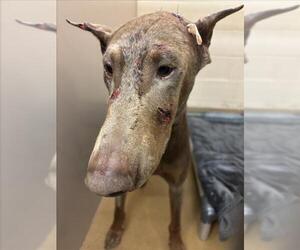 Doberman Pinscher Dogs for adoption in Martinez, CA, USA