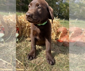 Labrador Retriever Puppy for sale in NEOLA, WV, USA