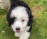 Small Photo #1 Miniature Bernedoodle Puppy For Sale in SEATTLE, WA, USA