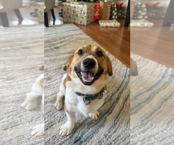 Medium Photo #2 Beagle-Unknown Mix Puppy For Sale in Arlington, VA, USA