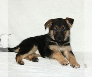 German Shepherd Dog Puppy for sale in PARADISE, PA, USA