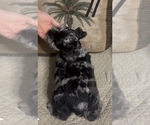 Small #3 Schnauzer (Miniature)