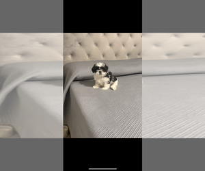 Shih Tzu Puppy for sale in COLORADO SPRINGS, CO, USA