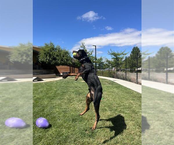Medium Photo #3 Rottweiler-Unknown Mix Puppy For Sale in Elk Grove, CA, USA