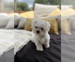 Small Photo #3 Maltese Puppy For Sale in LITHIA, FL, USA