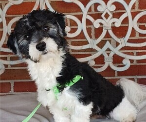 Havanese Puppy for sale in WINSTON SALEM, NC, USA