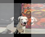 Small Bullypit