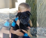 Small Photo #7 German Shepherd Dog Puppy For Sale in BLUFFTON, IN, USA
