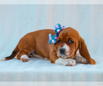 Small #1 Basset Hound