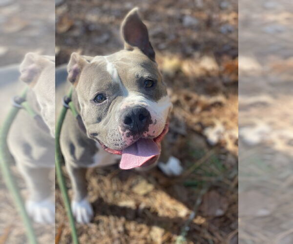 Medium Photo #6 American Bulldog-Unknown Mix Puppy For Sale in Virginia Beach, VA, USA