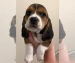 Small Photo #4 Bagle Hound-Basset Hound Mix Puppy For Sale in SILOAM SPRINGS, AR, USA