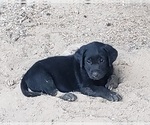 Small #2 Labrador Retriever