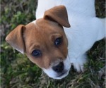 Small #18 Jack Russell Terrier