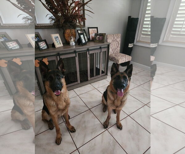 Medium Photo #3 German Shepherd Dog Puppy For Sale in Tampa, FL, USA