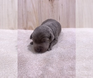 Labrador Retriever Puppy for Sale in PINE ISLAND, Minnesota USA