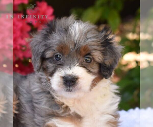 Medium Photo #6 Aussiedoodle Miniature  Puppy For Sale in SUNBURY, PA, USA