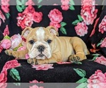 Small Photo #5 English Bulldog Puppy For Sale in COCHRANVILLE, PA, USA