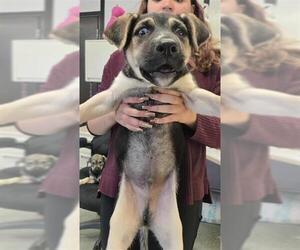 American Pit Bull Terrier-Unknown Mix Dogs for adoption in Stockton, CA, USA