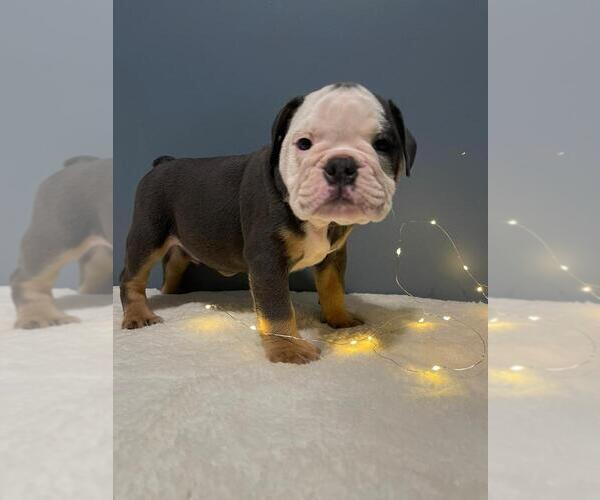 Medium Photo #2 English Bulldog Puppy For Sale in REVERE, MA, USA