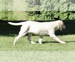 Small Photo #8 Labrador Retriever Puppy For Sale in BURNS, TN, USA