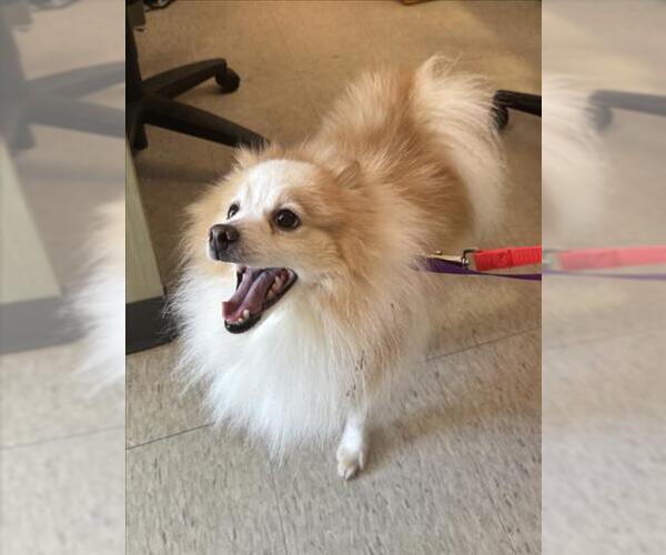 Medium Photo #1 Pomeranian Puppy For Sale in Plano, TX, USA