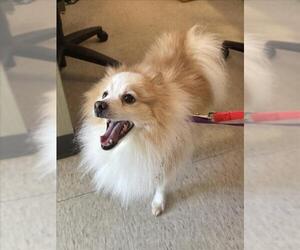 Pomeranian Dogs for adoption in Plano, TX, USA