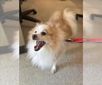 Small Pomeranian