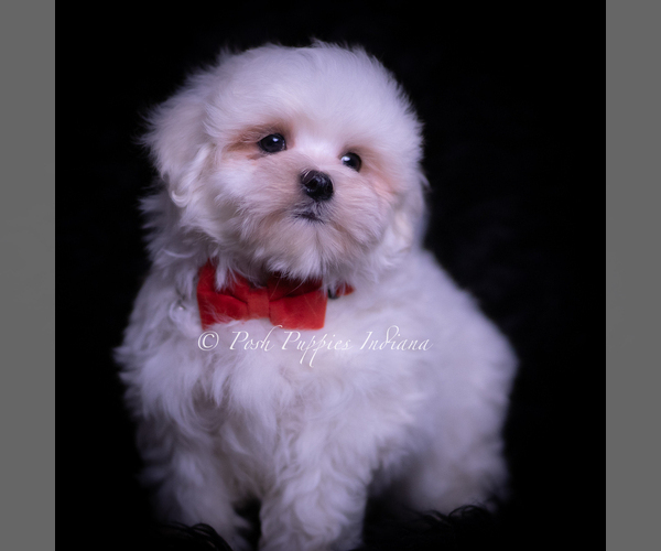 Medium Photo #4 Maltese Puppy For Sale in WARSAW, IN, USA