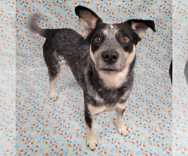 Medium Photo #14 Mutt Puppy For Sale in FAIRLAWN, OH, USA