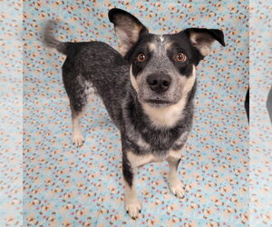 Jocky PENDING - Male Mutt Dog for Adoption - Photo #14