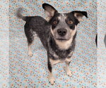 Small #13 Mutt