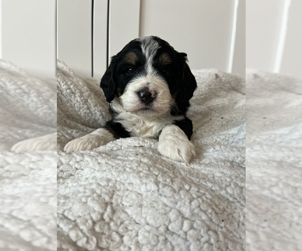 Full screen Photo #7 Bernedoodle (Miniature) Puppy For Sale in MENIFEE, CA, USA
