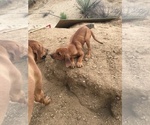 Small Photo #115 Rhodesian Ridgeback Puppy For Sale in MORONGO VALLEY, CA, USA